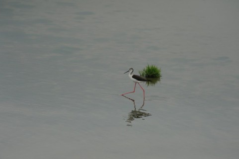 Black-winged Stilt, Himantopus himantopus, italy