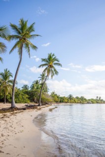 Romantic Caribbean sandy beach with palm trees, turquoise-coloured sea. Morning landscape shot at