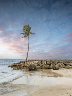 Caribbean dream beach with palm trees, white sandy beach and turquoise-coloured, crystal-clear