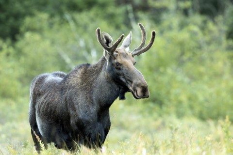 Moose. Alces alces. Young bull moose standing on a lakeshore and watching. La Mauricie national