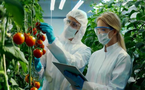 Biologists in protective suits grow vegetables in the lab, the concept of biotechnology, plant care