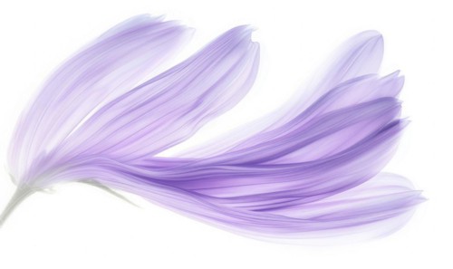 Brush stroke resembling a lily petal, in serene lavender color on white background AI generated