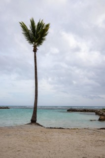 Caribbean dream beach with palm trees, white sandy beach and turquoise-coloured, crystal-clear