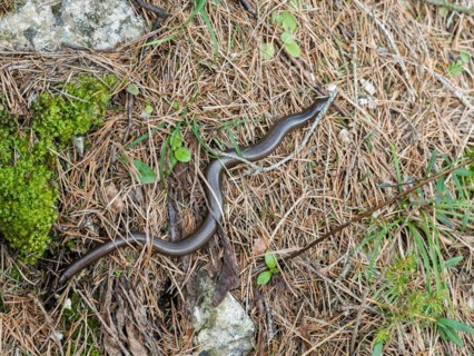 Slow worm (Anguis fragilis), near Tragoess, Styria, Austria, Europe