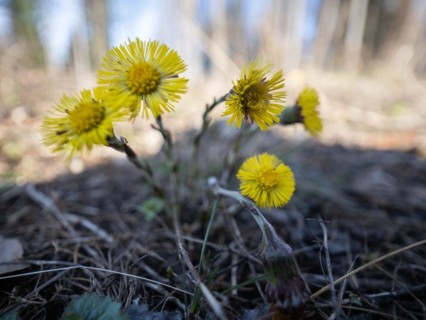 Coltsfoot (Tussilago farfara), Leoben, Styria, Austria, Europe