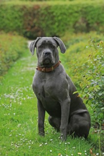 Cane Corso Italiano