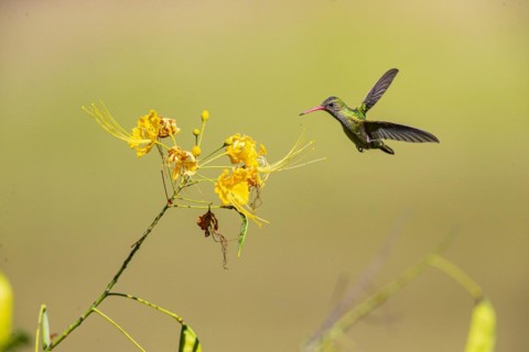Golden Sapphire Hummingbird (Hylocharis chrysuria) Pantanal Brazil
