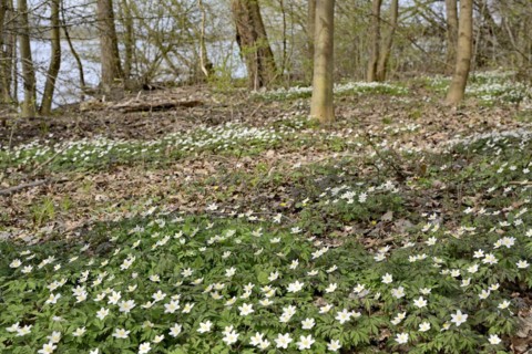 Wood anemone (Anemone nemorosa) blooming between deciduous trees at a lake, North Rhine-Westphalia,