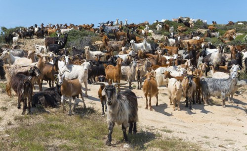 A large herd of goats on a path in natural surroundings, Kriaritsi, Sithonia, Halkidiki, Central