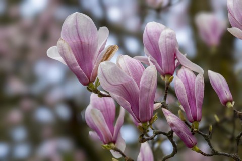 Blossoms of a magnolia (Magnolia), magnolia x soulangeana (Magnolia xsoulangeana), magnolia
