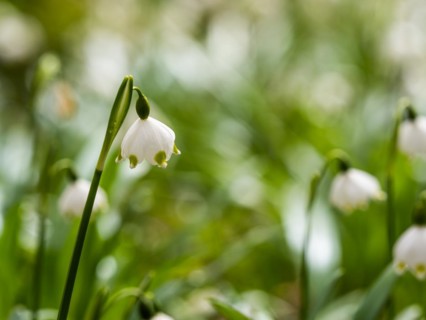 Spring snowdrop (Leucojum vernum), March snowdrop, March bell, large snowdrop. Amaryllis family