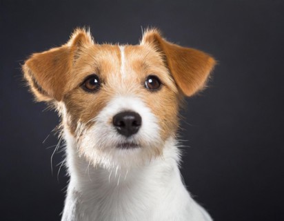 Dog, Jack Russell Terrier, portrait, head only, puppies, dark background, AI generated, AI