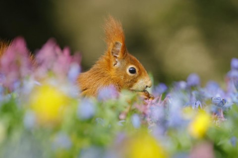 Portrait of eurasian red squirrel (Sciurus vulgaris) with hazelnut in a meadow with daffodils,