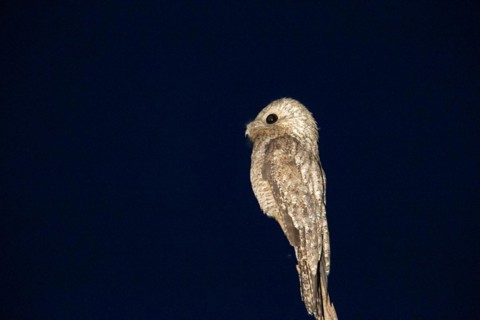 Great potoo (Nyctibius grandis) Pantanal Brazil