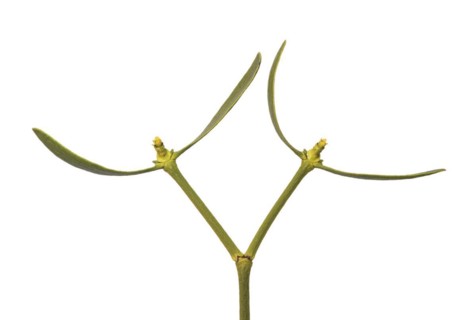 Female flowers of the pine mistletoe (Viscum laxum), a shoot hemiparasite, Valais, Switzerland,