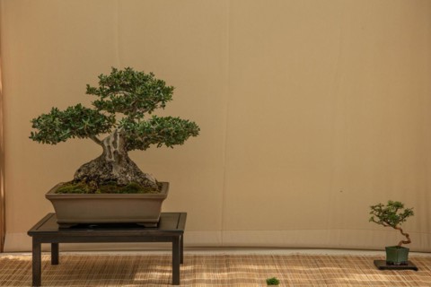 Bonsai