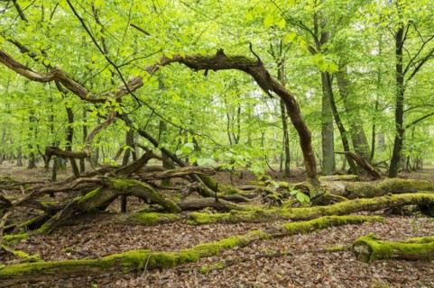Near-natural deciduous forest, moss-covered deadwood, in spring, Barnbruch Forest nature reserve,