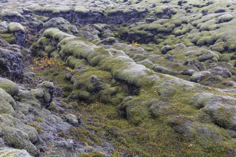 Moss-covered lava field, near Kirkjubaejarklaustur, Sudurland, Iceland, Europe