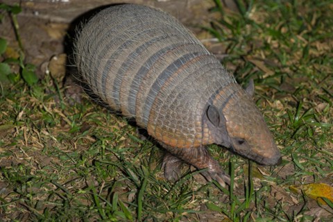 Giant armadillo (Priodontes maximus) Pantanal Brazil