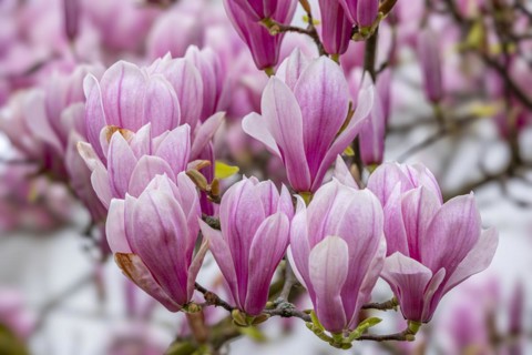Blossoms of a magnolia (Magnolia), magnolia blossom, magnolia x soulangeana (Magnolia