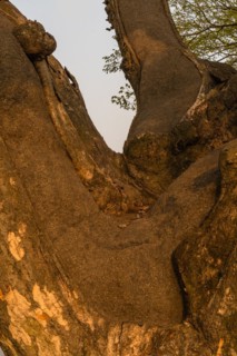 Close up of large 630 year old tree that has been repaired using tar to keep the trunk and branches