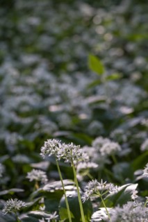 Ramson (Allium ursinum), in the forest, Bavaria, Germany, Europe