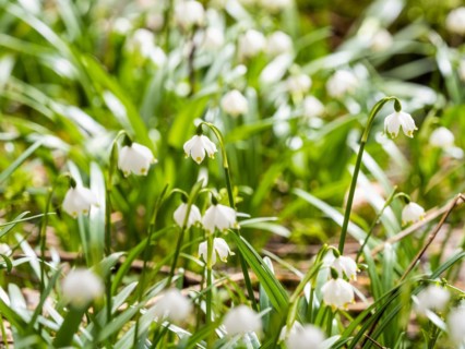 Spring snowdrop (Leucojum vernum), March snowdrop, March bell, large snowdrop. Amaryllis family