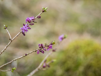 Mezereon (Daphne mezereum), near Tragoess, Styria, Austria, Europe