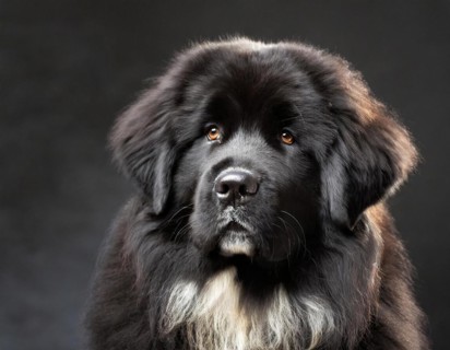 Dog, Newfoundland black, portrait, head only, puppies, dark background, AI generated, AI generated
