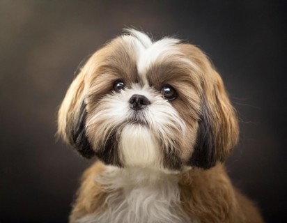 Dog, Shih-Tzu, portrait, head only, puppies, dark background, AI generated, AI generated