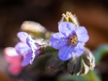 True lungwort or common lungwort (Pulmonaria officinalis), flowers, Leoben, Styria, Austria, Europe