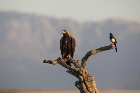 Iberian Eagle, Spanish Imperial Eagle (Aquila adalberti) and european magpie (Pica pica),