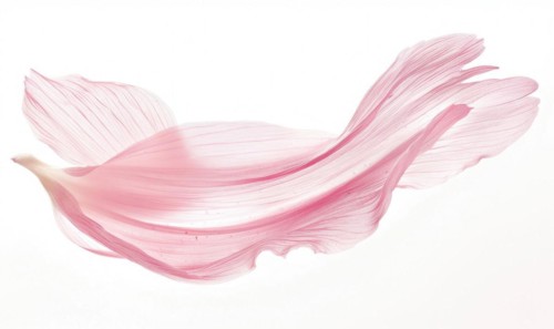 A lone brush stroke creating a chamomile petal. Pastel pink paint stroke on white background AI