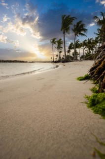 Caribbean dream beach with palm trees, white sandy beach and turquoise-coloured, crystal-clear