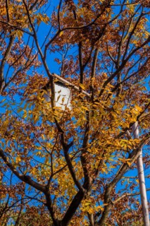 Close-up of a street lamp entangled in branches with autumn yellow leaves, in South Korea