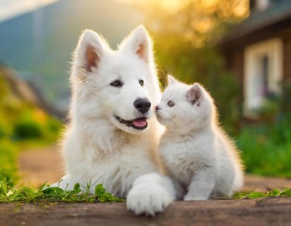 Dog, puppies of a white shepherd dog cuddling with a young white cat, AI generated, AI generated