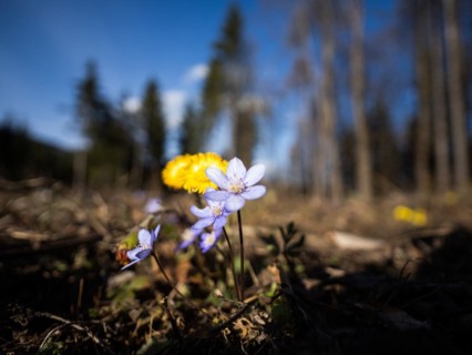 Liverwort (Hepatica nobilis), coltsfoot (Tussilago farfara) behind, Leoben, Styria, Austria, Europe