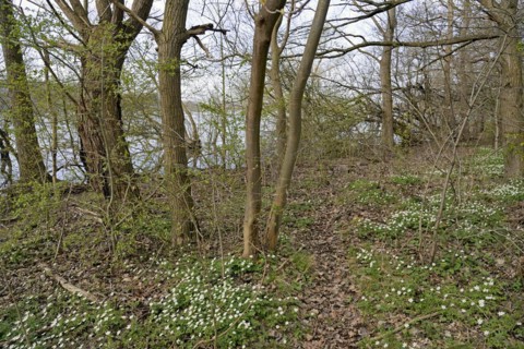 Wood anemone (Anemone nemorosa) blooming between deciduous trees at a lake, North Rhine-Westphalia,