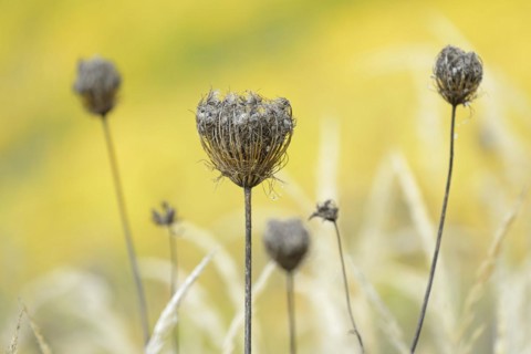 Wild carrot (Daucus carota subsp. carota), dried fruit stalks, Moselle, Rhineland-Palatinate,