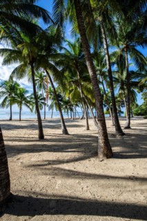 Romantic Caribbean sandy beach with palm trees, turquoise-coloured sea. Morning landscape shot at