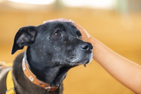 Domestic dog (Canis lupus familiaris), black, female, older, grey muzzle, brown eyes, being stroked