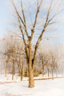 Winter landscape large leafless tree with frost on branches in middle of field covered with snow