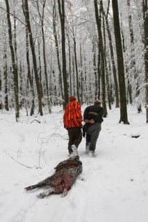 Wild boar hunt, hunting helpers drag a shot wild boar (Sus scrofa) through the snow to the assembly