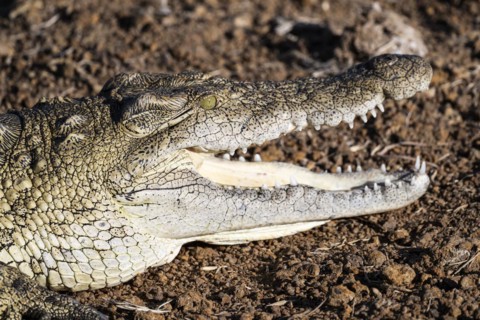 Nile crocodile (Crocodylus niloticus) Mziki Private Game Reserve, North West Province, South