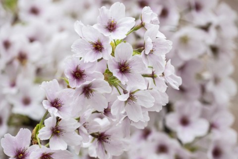 Japanese cherry (Prunus serrulata), Emsland, Lower Saxony, Germany, Europe