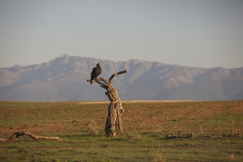 Iberian Eagle, Spanish Imperial Eagle (Aquila adalberti) and european magpie (Pica pica),
