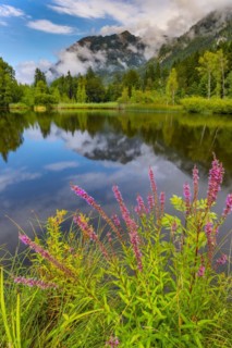 Purple loosestrife (Lythrum salicaria), moorland pond, near Oberstdorf, Oberallgaeu, Allgaeu.