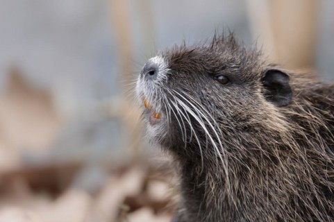 Nutria (Myocastor coypus), holding up nose, showing teeth, profile view, close-up of head and