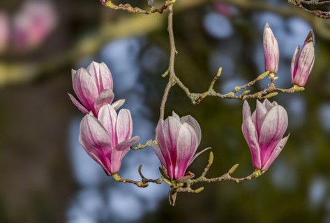 Blossoms of a magnolia (Magnolia), magnolia x soulangeana (Magnolia xsoulangeana), magnolia