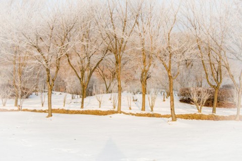 Leafless trees with frost on their branches in a snow covered public park on a winter morning with